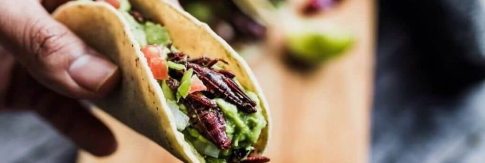 Mit Insekten gefüllte Tacos, die eine neue gastronomische Erfahrung bieten